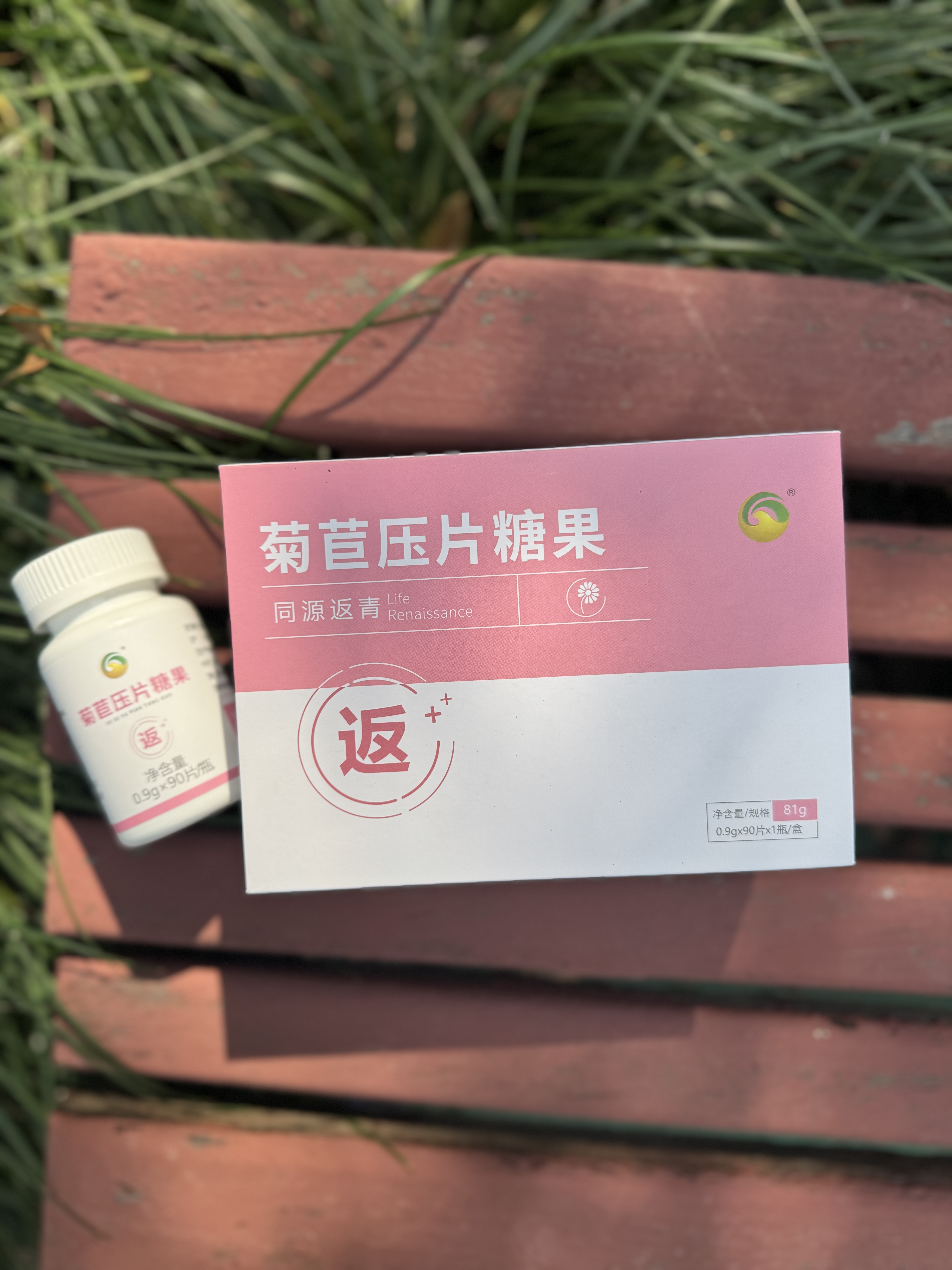 返青菊苣压片糖果图片1