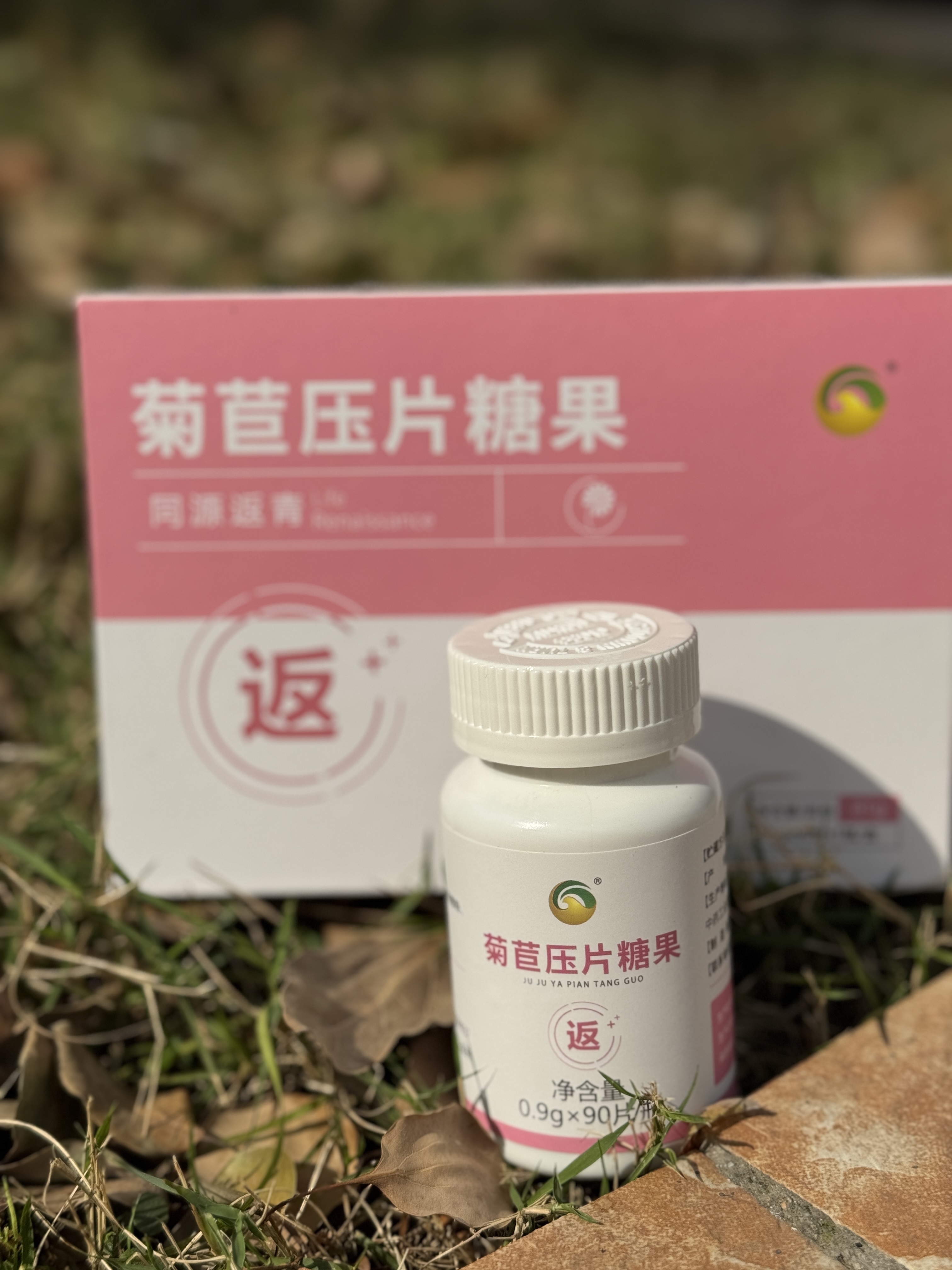 返青菊苣压片糖果图片2