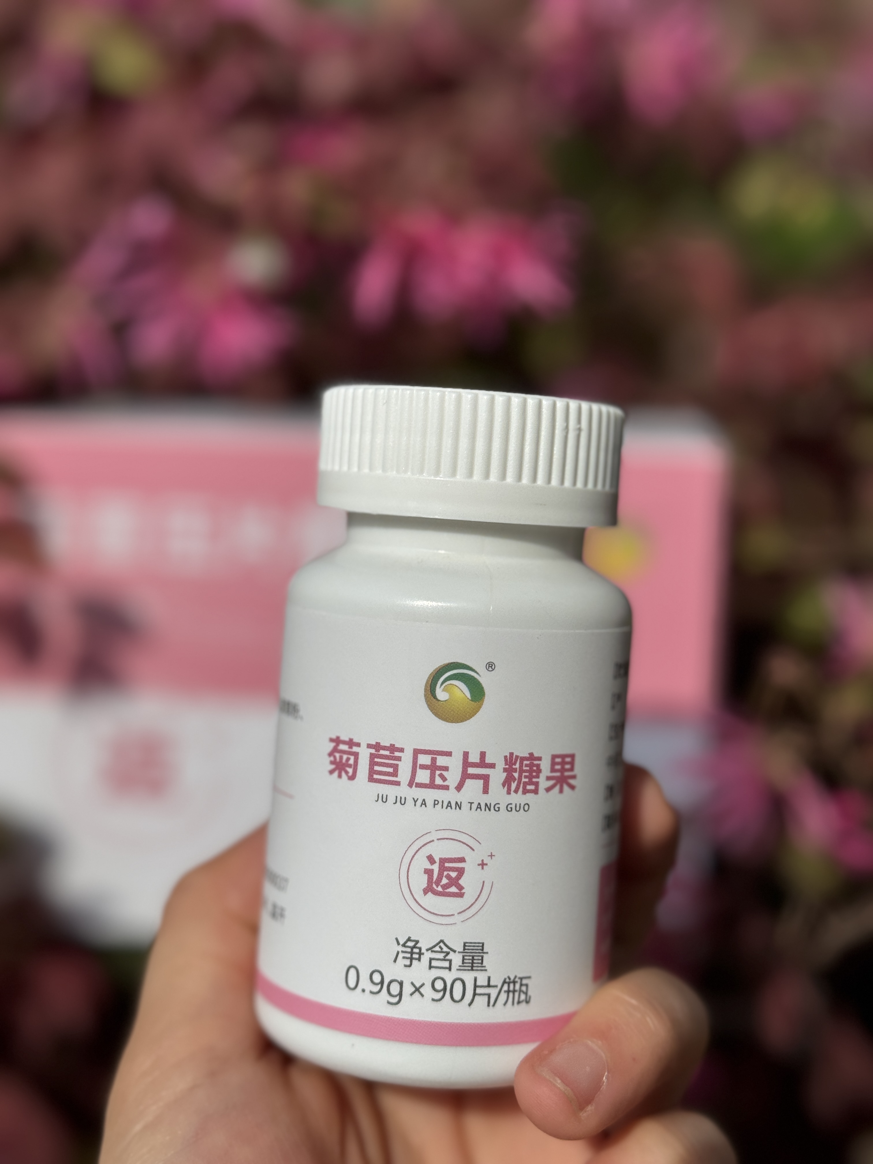 返青菊苣压片糖果图片4