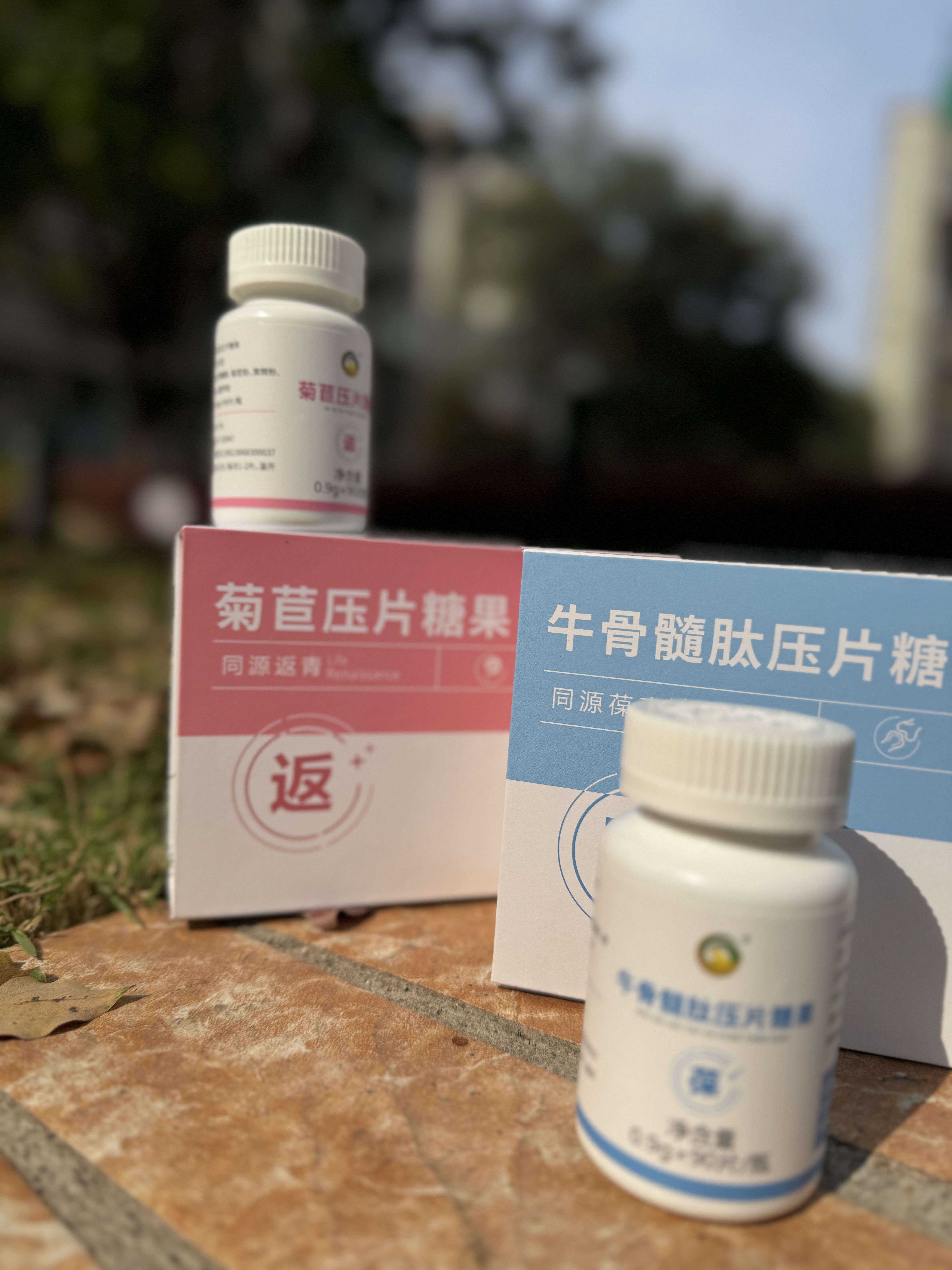 返青菊苣压片糖果图片5