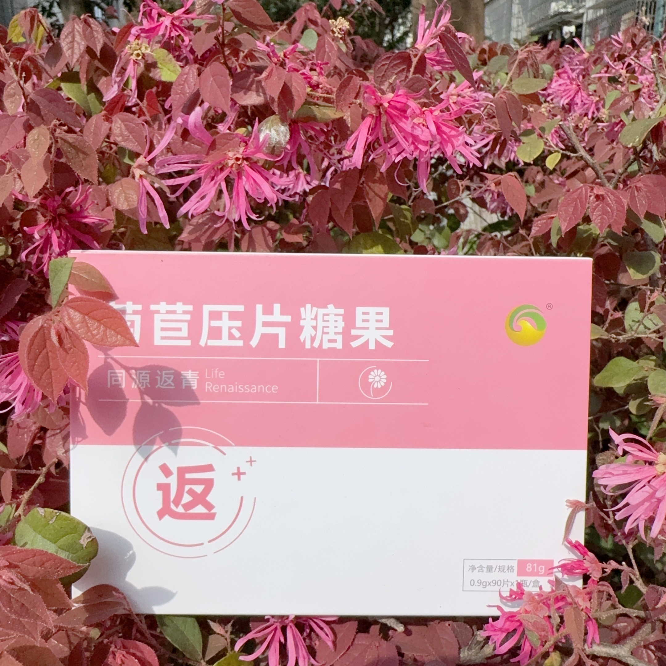 返青菊苣压片糖果图片3